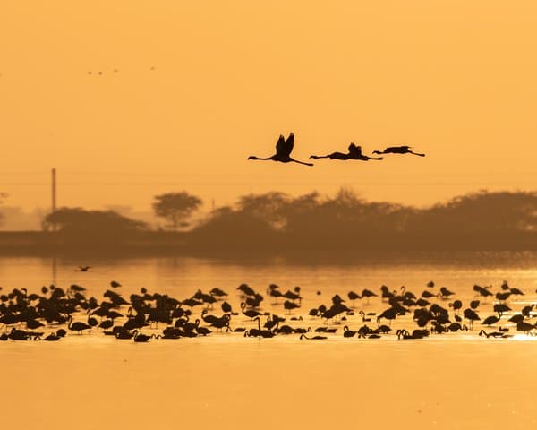 Golden Wetland Migration | Waterbird Flock