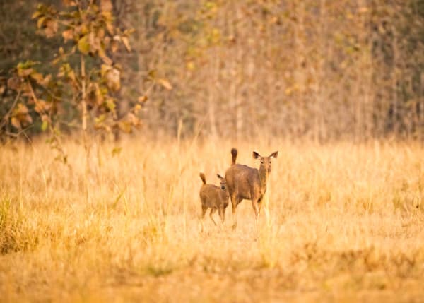 Deer In The Wild
