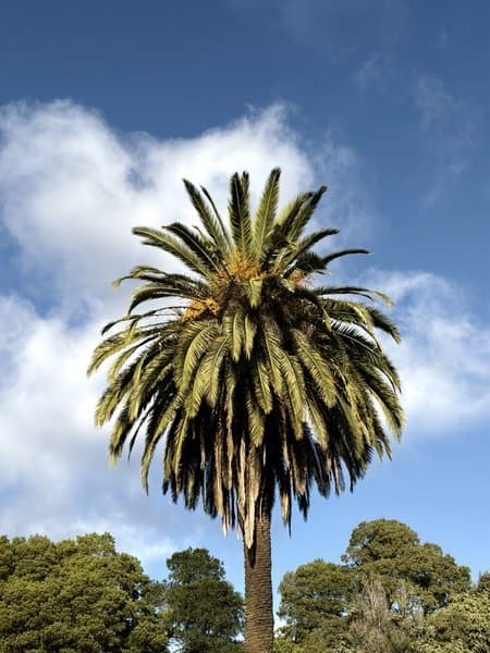 Canary Island Palm | Fine Art Print
