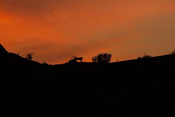 Sunset Yoga | Wildlife Photography