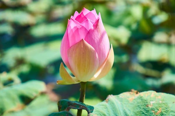 Essence Of The Blossom | Vibrant Floral Fine Art