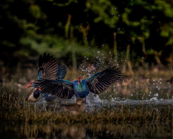 Chaos Beneath The Wings