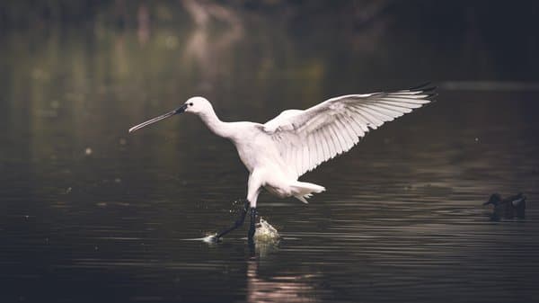 Spoonbill Skimming Water | Wetland Flight Moment