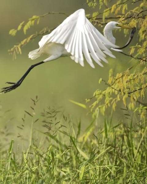 Nature's Songbird