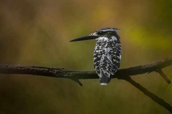The Patient Hunter | Bird Wall Decor