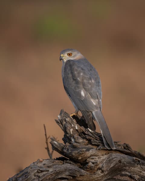 Shikra