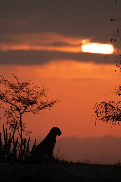 Sunset Reverie | Wildlife Photography