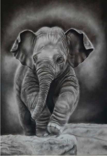 Dumbo's First Steps | Elephant Charcoal Painting
