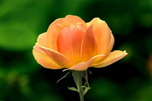 Yellow Flower
