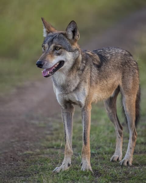 Indian Grey Wolf