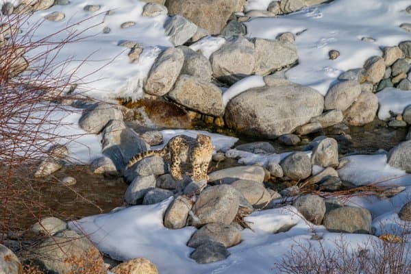 The Frozen Realm | Wildlife Photography Print