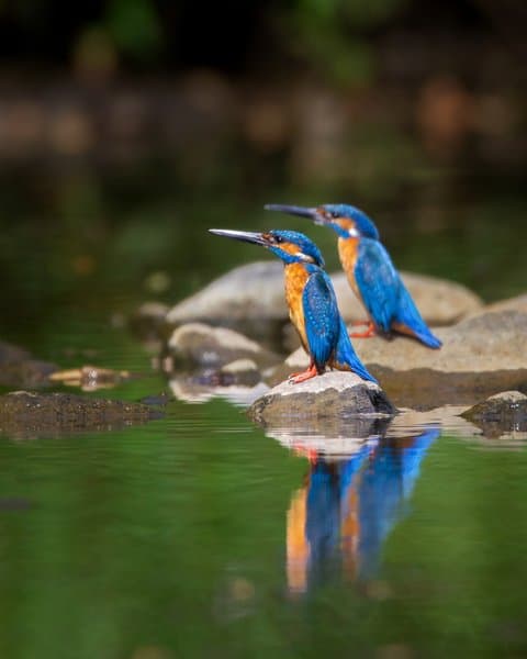 A Pair Of Kingfisher | Birds Wall Decor