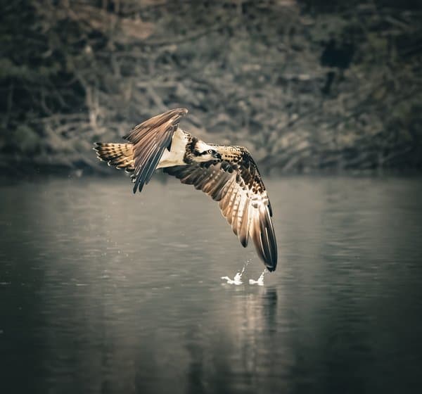 Osprey Touchdown | Bird Fishing Moment