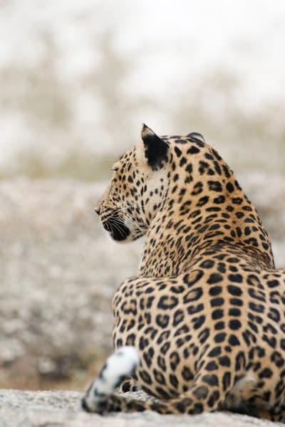 The Unseen | Wildlife Photography