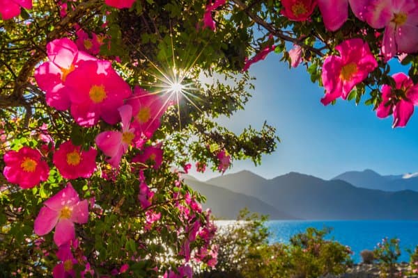 Rising Through The Bloom | Nature Photography Print