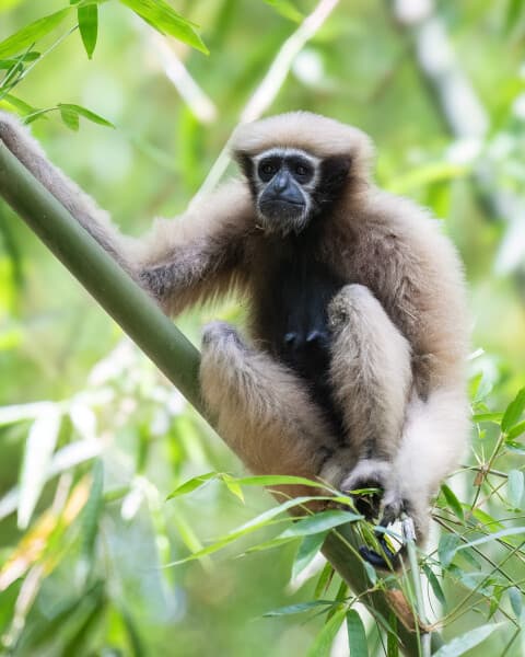 Gibbon Resting In Bamboo