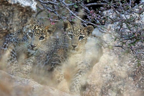 The Look Of Wonder | Wildlife Home Decor