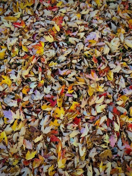 Autumn Maple Leaves Carpet | Nature Photography Print