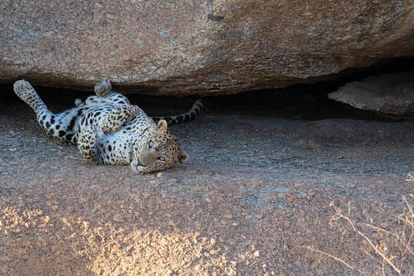 The Kings Siesta | Wildlife Photo Print