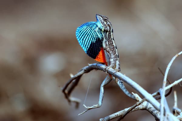 Fan Throat-ed Lizard - Mating Call