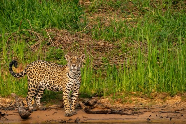 The River Knows Her Name | Wildlife Home Decor