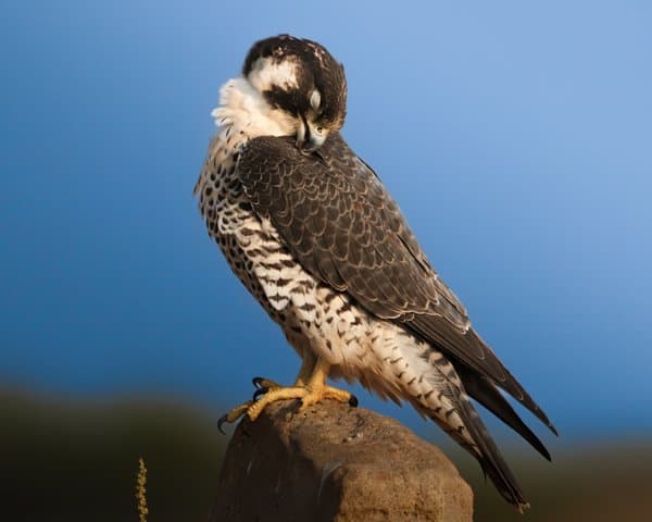A Moment Of Stillness | Wildlife Photography