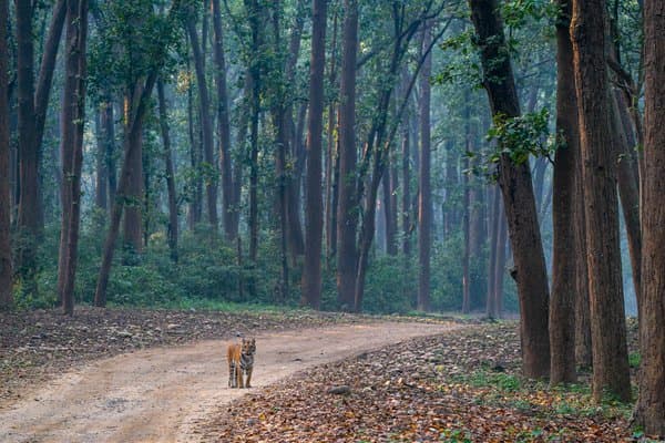 Realm Of The Stripes | Wildlife Photography