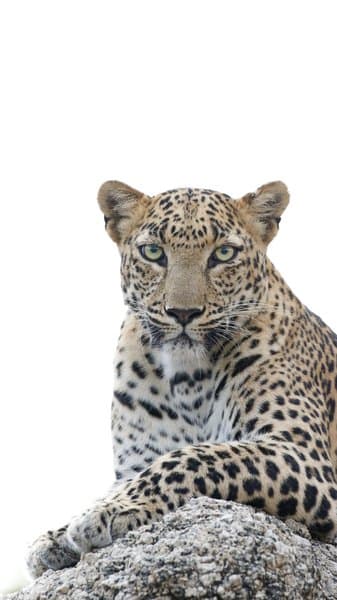 The Queens Gaze | Wildlife Home Decor