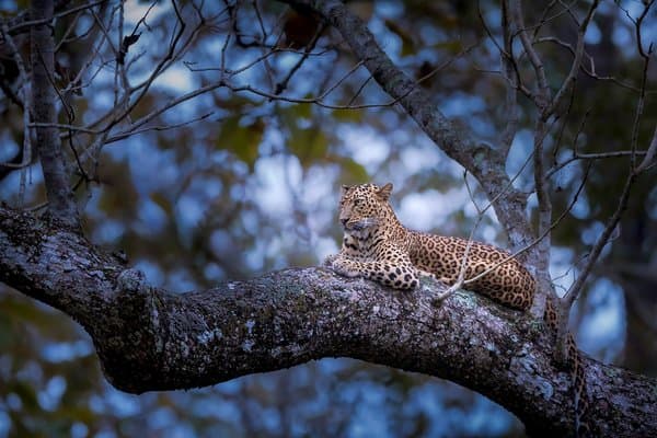 Stories Of The Wild | Wildlife Wall Decor