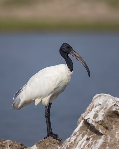 Black-headed Ibis