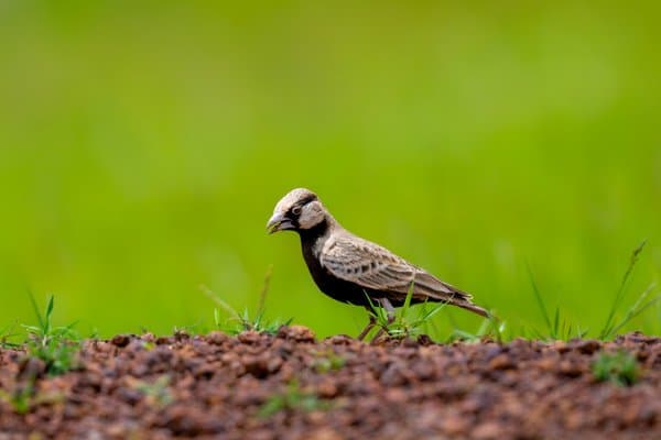 Ashy Crowned Sparrow Lark | Bird Photography