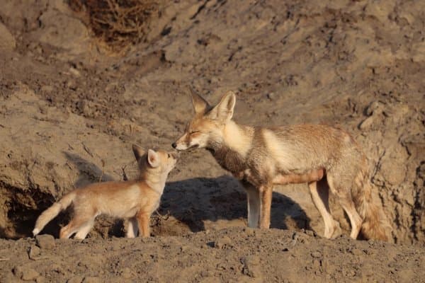 A Mothers Tender Touch | Wildlife Photography