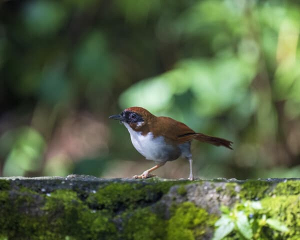 Gray-sided Laughingthrush