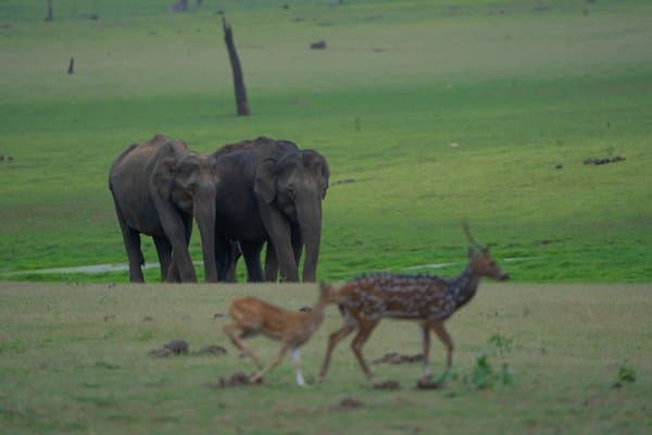 The Kings Walk | Wildlife Photography Print