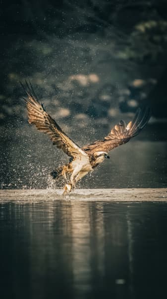 Storm Of The Wings