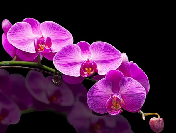 Australian Flower