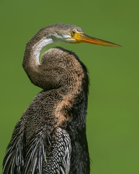 The Art Of Detail | Wildlife Wall Decor