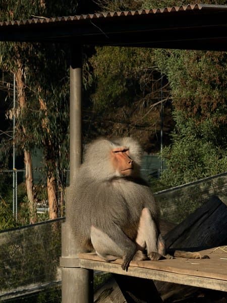 Hamadryas Baboon | Wildlife Photography Print