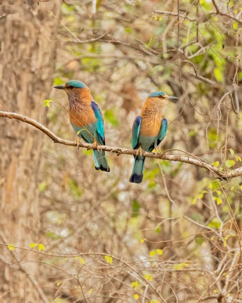 Avian Duets