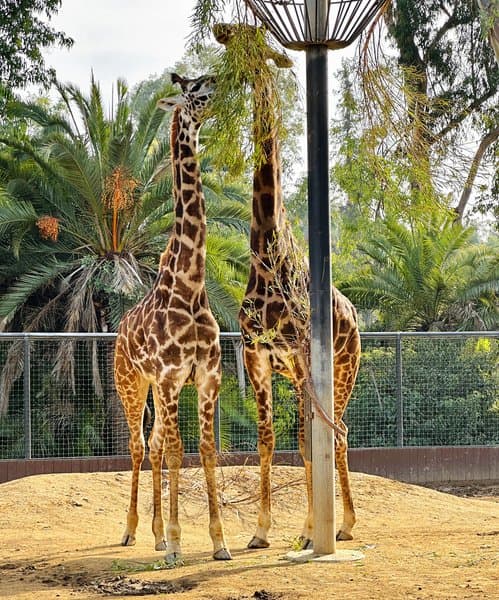 Giraffe Pair | Wildlife Photography
