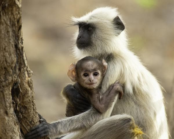 Nurturing Love In The Jungle