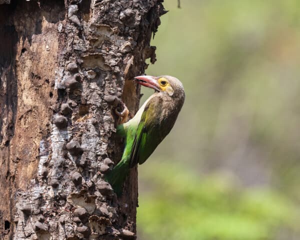 Brown-headed Barbet