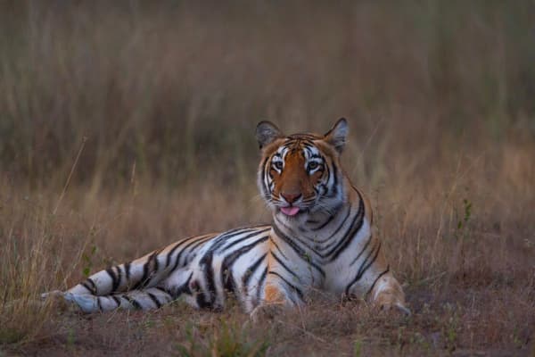 Tigers F2 Queen Of 2026 | Wildlife Photography