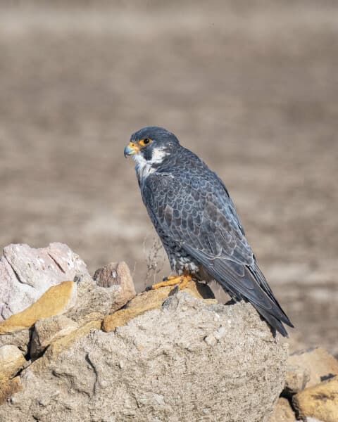 Peregrine Falcon