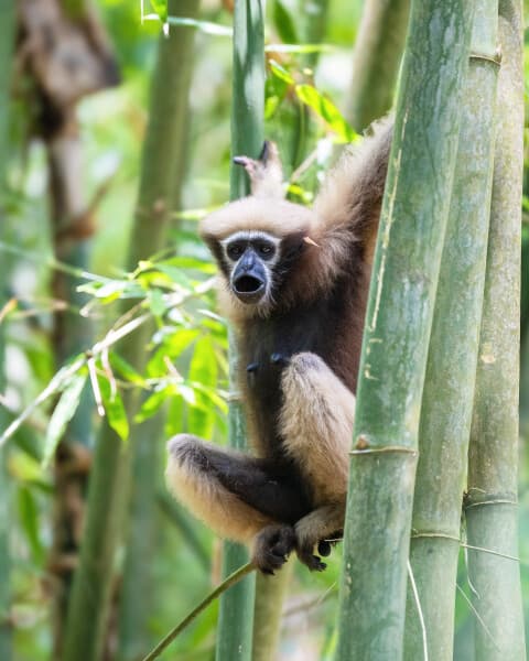 Lar Gibbon