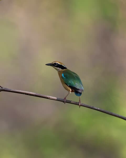 Mangrove Pitta