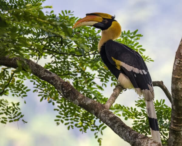 Great Hornbill