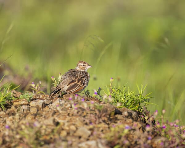 Indian Bushlark