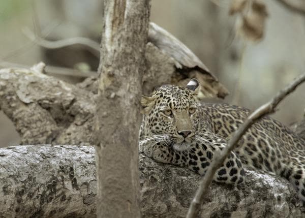 Camouflage
