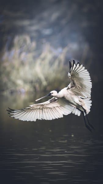 Egret Spreading Wings Over Water | Wetland Wildlife
